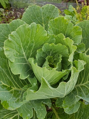 Brassica oleracea acephala