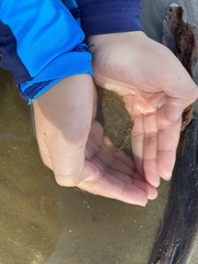 Eucyclogobius newberryi