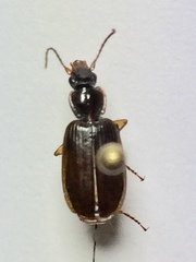 Cymindis platicollis