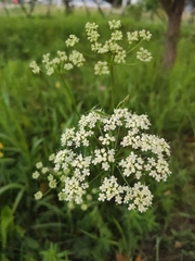 Pimpinella saxifraga