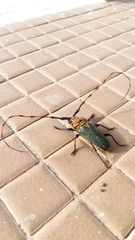 Retrachydes thoracicus