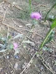 Cirsium vulgare