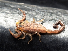 Centruroides schmidti