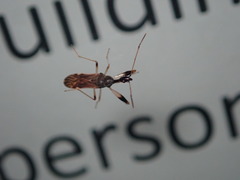 Myodocha serripes