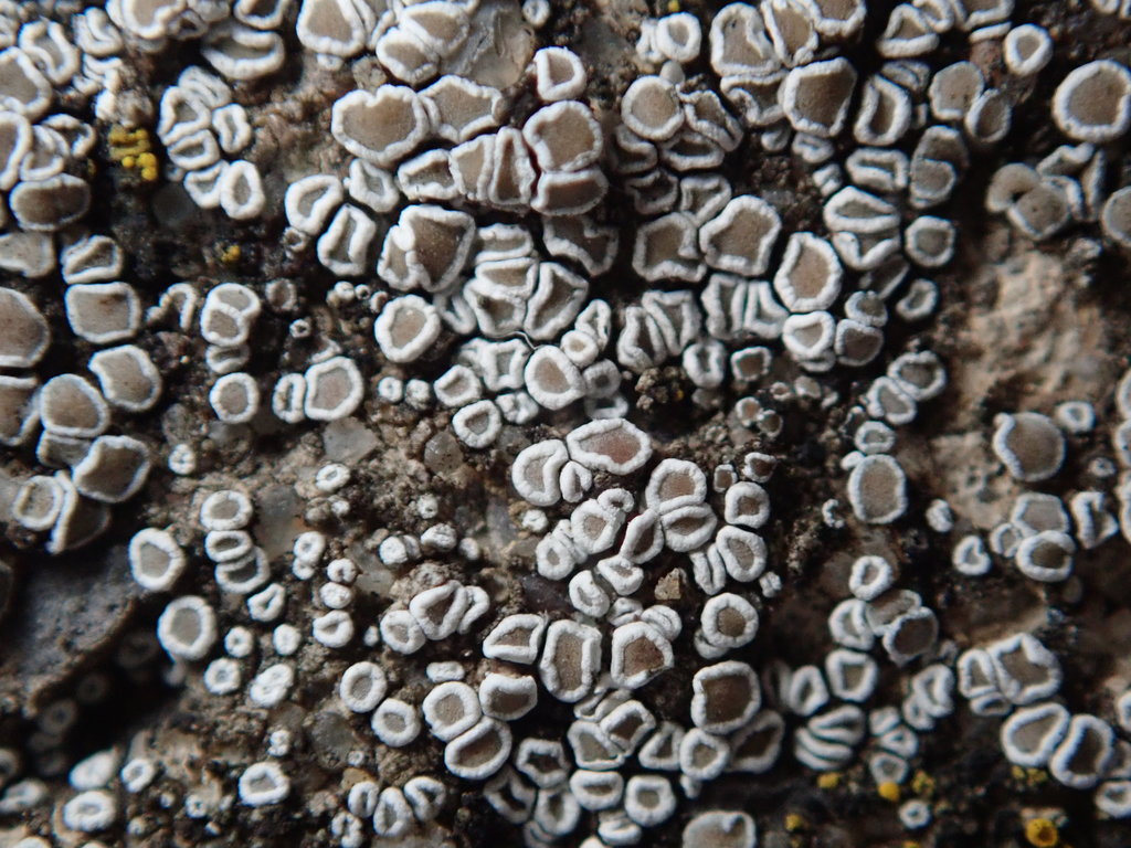 Myriolecis semipallida