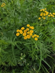 Tanacetum vulgare