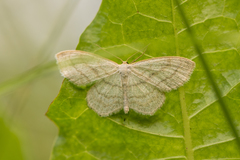 Scopula junctaria