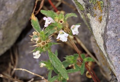Galeopsis ladanum