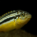 Melanochromis auratus - Photo (c) Einar Haraldsson,  זכויות יוצרים חלקיות (CC BY-NC-SA)