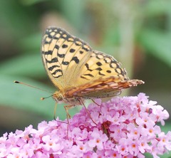 Argynnis vorax