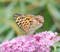 Argynnis vorax
