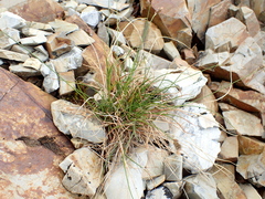 Carex nardina