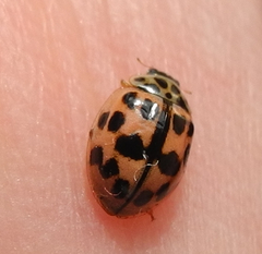 Oenopia conglobata
