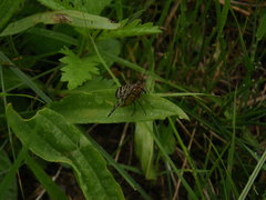 Panorpa meridionalis