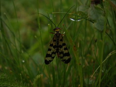 Panorpa meridionalis
