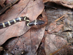 Oxyrhopus petolarius