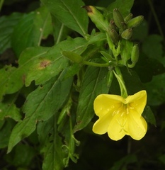 Oenothera oehlkersi