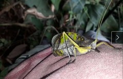 Pterochroza ocellata