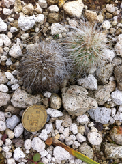 Echinocereus delaetii