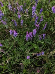 Vicia cracca
