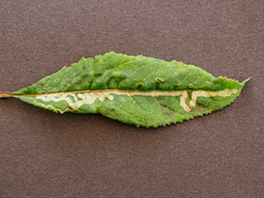 Phytomyza senecionis