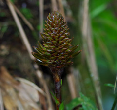 Guzmania coriostachya
