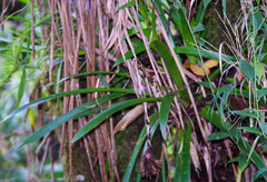 Guzmania coriostachya