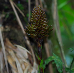 Guzmania coriostachya