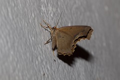 Eutomopepla