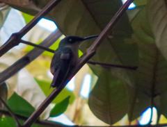 Campylopterus villaviscensio