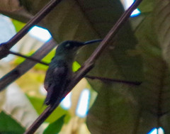 Campylopterus villaviscensio