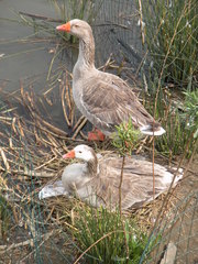 Anser anser domesticus