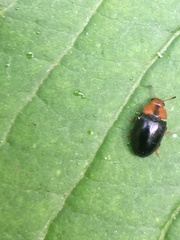 Triplax dissimulator