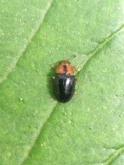 Triplax dissimulator