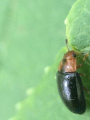 Triplax dissimulator