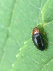 Triplax dissimulator