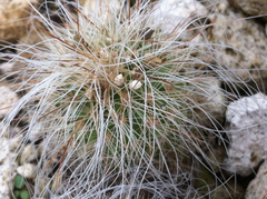 Echinocereus delaetii