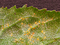 Coleosporium senecionis