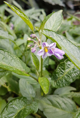 Solanum muricatum