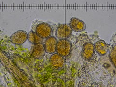 Coleosporium senecionis