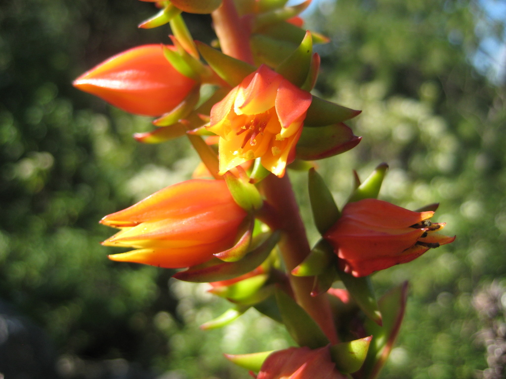 Echeveria multicaulis, Dos Aguas, Mich., México