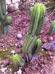 Myrtillocactus schenckii