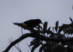 Cacicus chrysonotus
