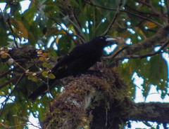 Cacicus chrysonotus