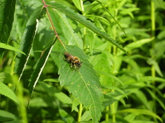 Laphria sacrator