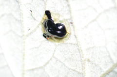 Plagiometriona clarki