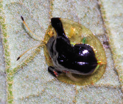 Plagiometriona clarki