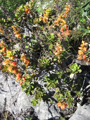 Echeveria multicaulis
