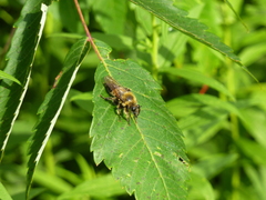 Laphria sacrator