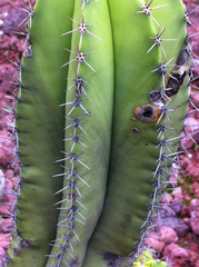 Myrtillocactus schenckii